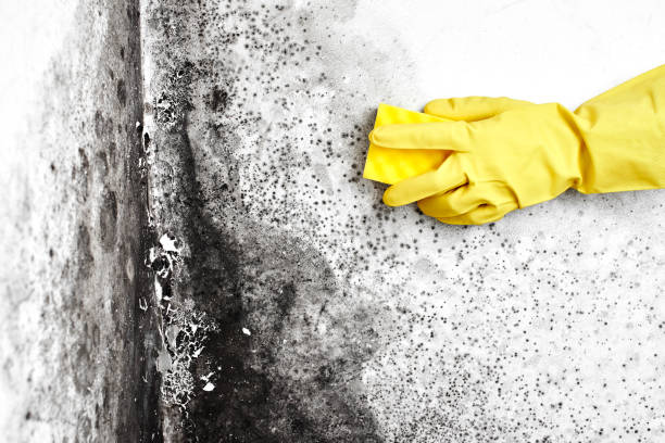 Best Toxic Mold Removal  in Souderton, PA