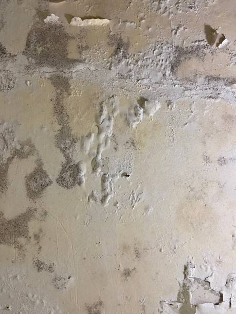 Best Emergency Mold Removal  in Souderton, PA