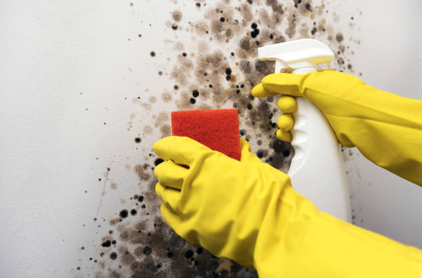 Best Residential Mold Removal  in Souderton, PA