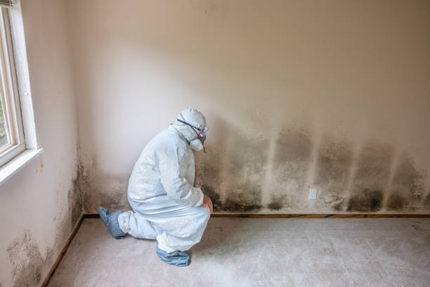 Mold Testing and Removal in Souderton, PA