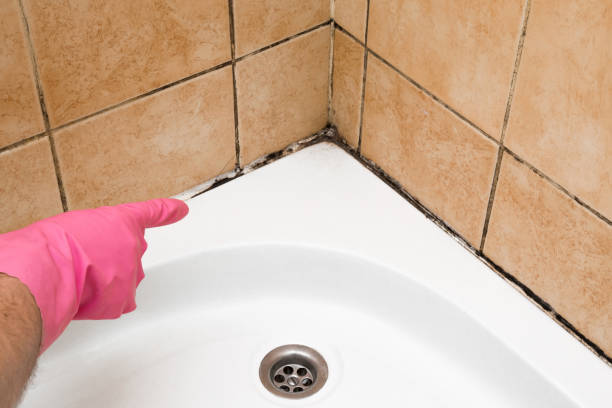 Best Commercial Mold Removal  in Souderton, PA
